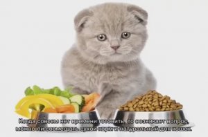Как кормить кошку и сухим и влажным кормом