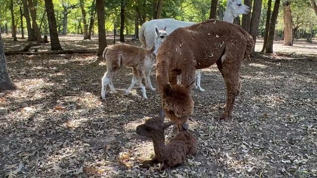 Another Baby Alpaca! Rufus Strikes Again!