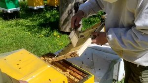 Как купить пчёл? Еду к Владимиру Жукову.
