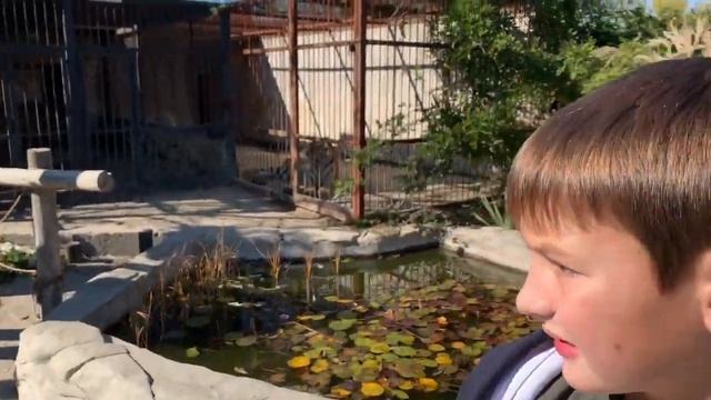 Что любят МЕДВЕДИ??? / поездка в зоопарк / VLOG смотреть онлайн