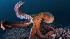 ОСЬМИНОГ. Звук щупалец осьминога, которые отлепляются от какой-то поверхности. Звук осьминога