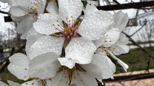 Миндаль в нашем дворе!❤️ 
Цветущий миндаль в Крыму называют весенним чудом.