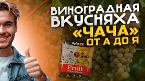 Натуральная Виноградная Водочка . От сока до Чачи !