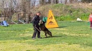 5 Отл. Star Winner DARK FIRE +++ №21 ф / КЧК КРАСНОДАР 30 марта`25 В.Хижняк Моно немецких овчарок