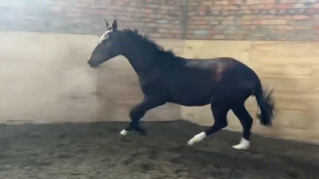 Люка Габбана (Lord Loxley олд. GER-Халила), движения в бочке. смотреть онлайн