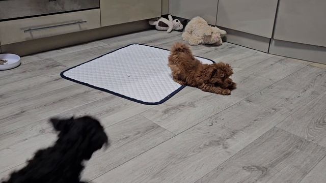 той пуделя смотреть онлайн