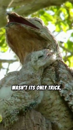 🦉🌲 The Secret Life of Wood Owls: Masters of Camouflage! 🌳👀 #wildlifewonders  #naturelovers