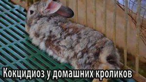 Кокцидиоз у домашних кроликов