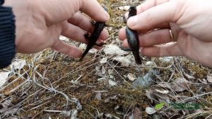 Как отличить самца от самки гребенчатого тритона (Triturus cristatus)