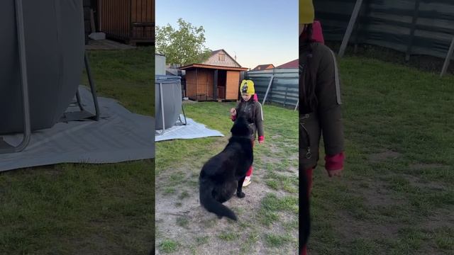 Как немецкая овчарка слушает команды ребенка. Щенку 11 месяцев смотреть онлайн