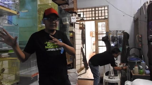 PROSPEK TERNAK BURUNG R3D SISKIN - HANYA DI K4NDANG LOPBET, OMZET JUTAAN PERBULAN - SEMUA BISA COBA смотреть онлайн