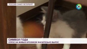 Сюжет о моих кроликах породы "немецкая ангора" на телеканале "Мир".