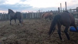 десять дней после выжеребки знакомим кабылицу с Жеребцом