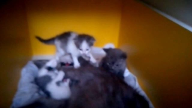 у меня родила кошка! ночью😼😼😼😼😼😼😼😼😼😼😼😼😼😼❤️❤️❤️❤️❤️❤️❤️❤️❤️❤️❤️❤️❤️❤️❤️❤️❤️❤️ смотреть онлайн