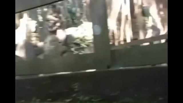 HOLY Spring Temple Pura BEJI PadangTegal Monkey Forest UBUD #monkeyforest #balihits #balivlog #ubud
