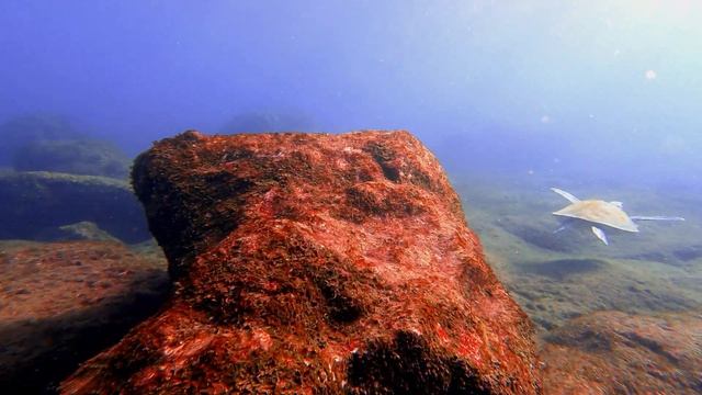 Green Sea Turtles. Tenerife. Canary Islands, Atlantic Sea (-4 m) смотреть онлайн