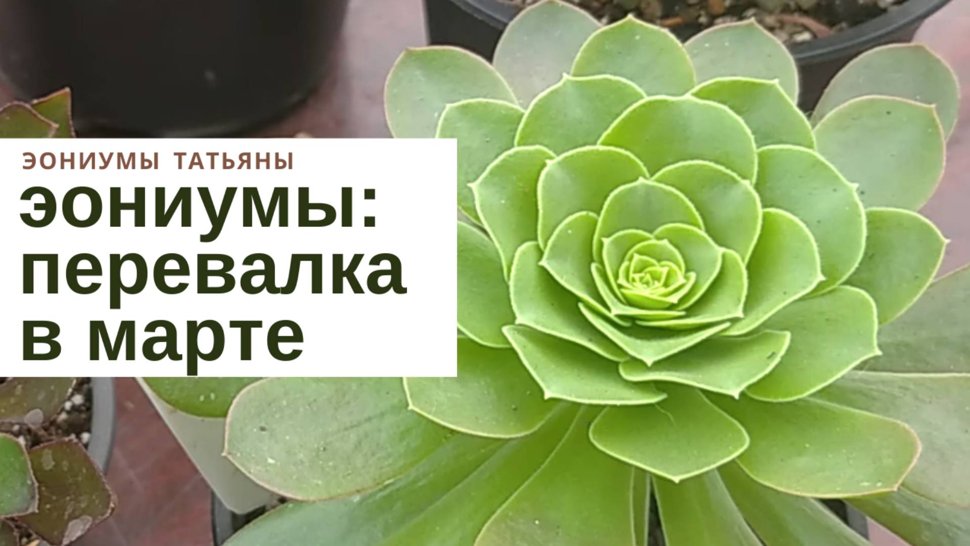 №128 Перевалка эониумов в марте