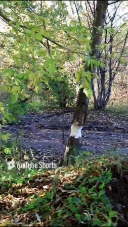 КАКИЕ СЮРПРИЗЫ ДЕЛАЮТ НАМ БОБРЫ🍃