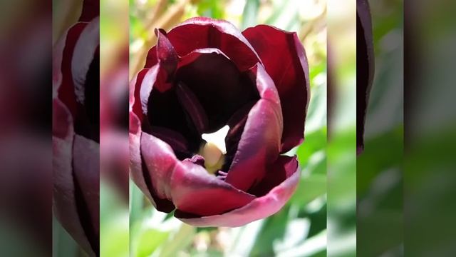 Весны чудесные мгновенья смотреть онлайн