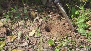 Инструмент для посадки "Зеленый палец" Berry&Bird