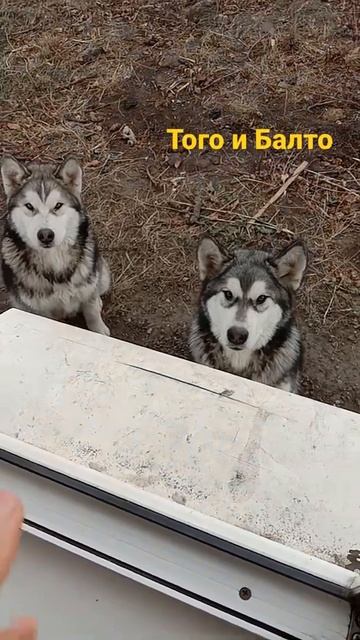 Балто и Того смотреть онлайн