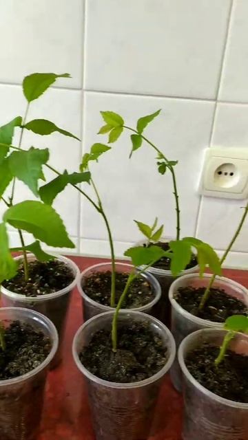 Грецкий орех.Результаты выращивания.Прошол месяц.#shorts смотреть онлайн