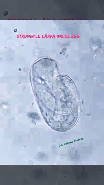 Strongyle larva inside egg смотреть онлайн