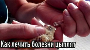 Как лечить болезни цыплят