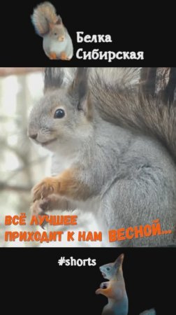 Весенняя белка на кормушке