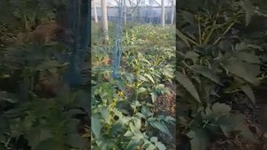 томат второго оборота