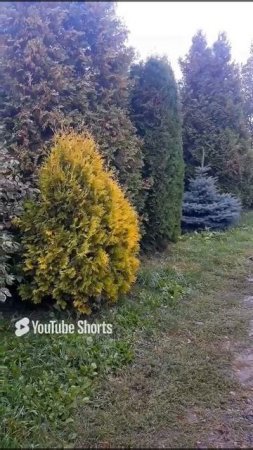 НЕ ЗНАЕТЕ КАКОЙ МОЖЖЕВЕЛЬНИК ВАМ КУПИТЬ? ЕСТЬ ПИТОМНИКИ В КОТОРЫХ ПРЕДСТАВЛЕНЫ ВЗРОСЛЫЕ ЭКЗЕМПЛЯРЫ.