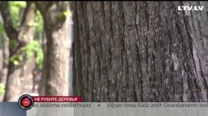 Не рубите деревья