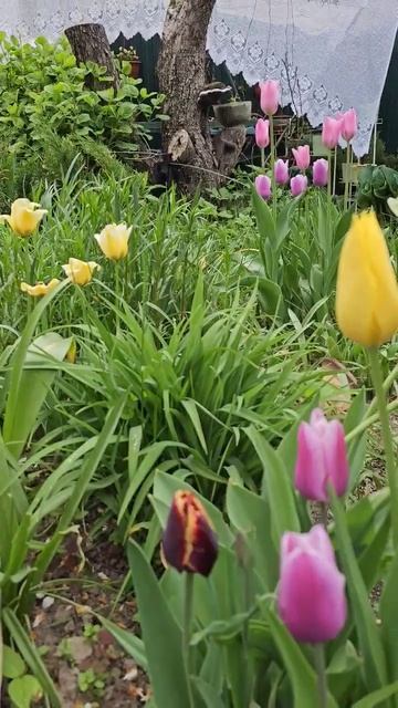 Цветение тюльпанов на даче 2023 #цветы #flower #луковичные