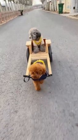 Каршеринг нового уровня 🤣