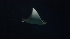Stingray Swimming 4K Photo Compilation Chill Music River Monster Sting Rays Manta Ocean Relaxation
