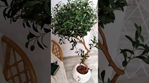 Искуственное дерево олива