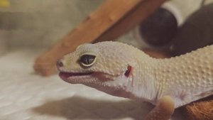 Эублефар🦎