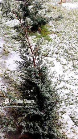 НЕ ТОЛЬКО СОЛНЦЕ ВЫСУШИВАЕТ ХВОЮ МОЖЖЕВЕЛЬНИКА. 9.03.2023г.