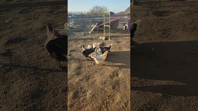 У кошечки Лапы вечерний релакс! А я тем временем, кормою курочек🐔 и собрал богатый урожай яйц🥚