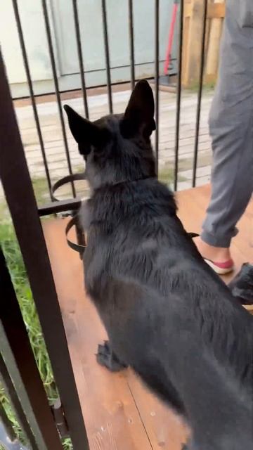 Команда «Можно». Овчарке 4,5 месяца. смотреть онлайн