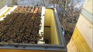 ужасы на пасеке Ужакина Игоря - ставлю пчелам магазины марте на опережение , 29.03.2025