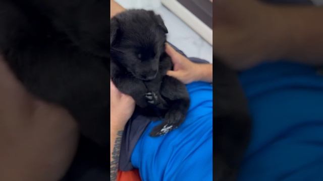 Вместо собаки, нам продали медведя смотреть онлайн