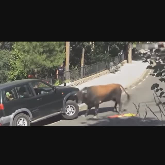 #3 2024🤣Смешное видео!!!😂!!!Лучшая подборка приколов!!😂!😂 Забавные и опасные животные.