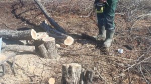 Расчищаем территорию от дикоросов.