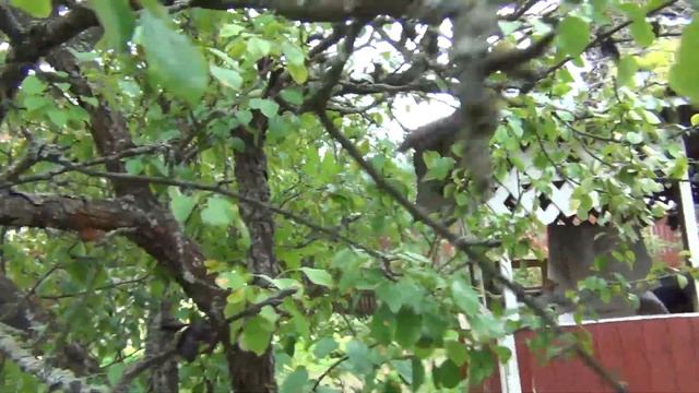 ОМОЛАЖИВАЮЩАЯ ОБРЕЗКА СТАРОЙ ГРУШИ. Устраняем последствия неверной обрезки. Шаг 1-й смотреть онлайн