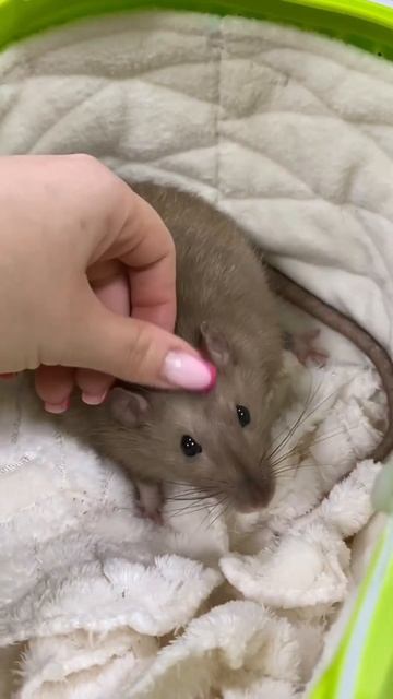 Пациент на осмотре смотреть онлайн