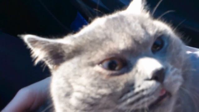 Кот после кастрации, еще под наркозом! смотреть онлайн