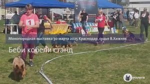 БЕБИ КОБЕЛИ 1 / КЧК КРАСНОДАР 30 марта`25 В.Хижняк Моно немецких овчарок