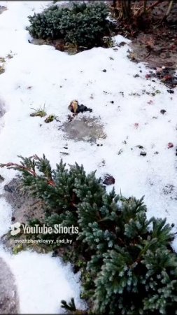 МОЖЖЕВЕЛЬНИКИ КОТОРЫЕ НЕ ЛЮБЯТ ПЕРЕУВЛАЖНЕНИЕ