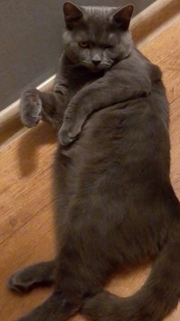 Южный - Мастер Дрон Vs Кот "Ну ты, это.. заходи, если что.." смотреть онлайн